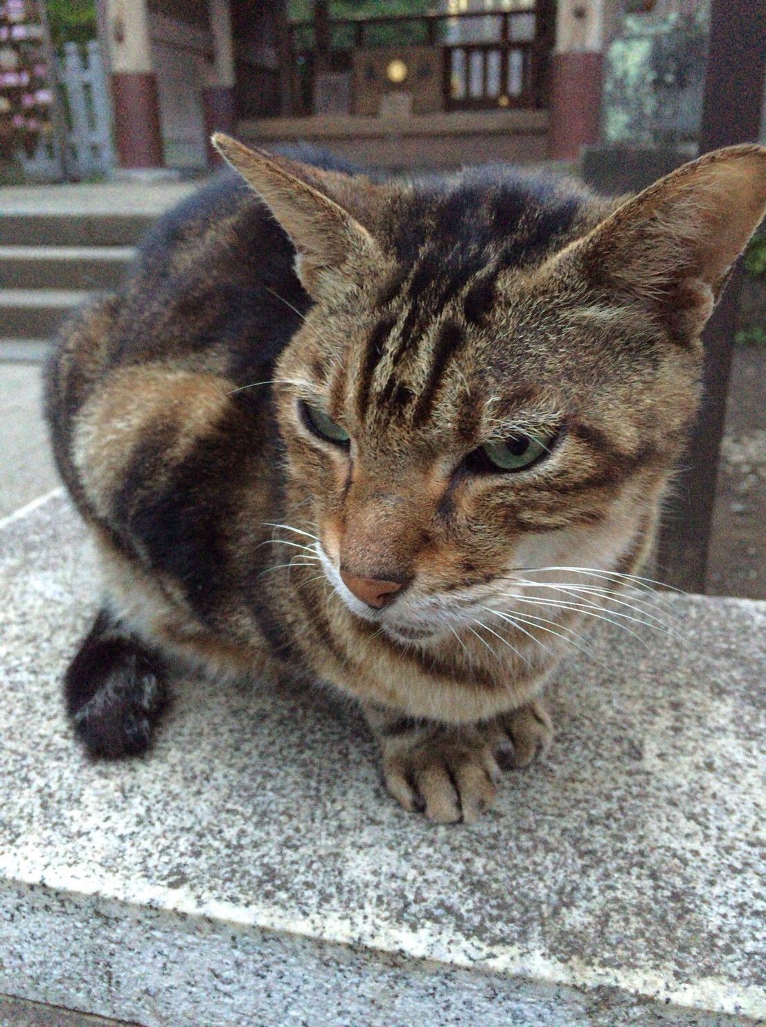 街角の猫ちゃんモフキュン写真館【近づいてみました編】の画像008