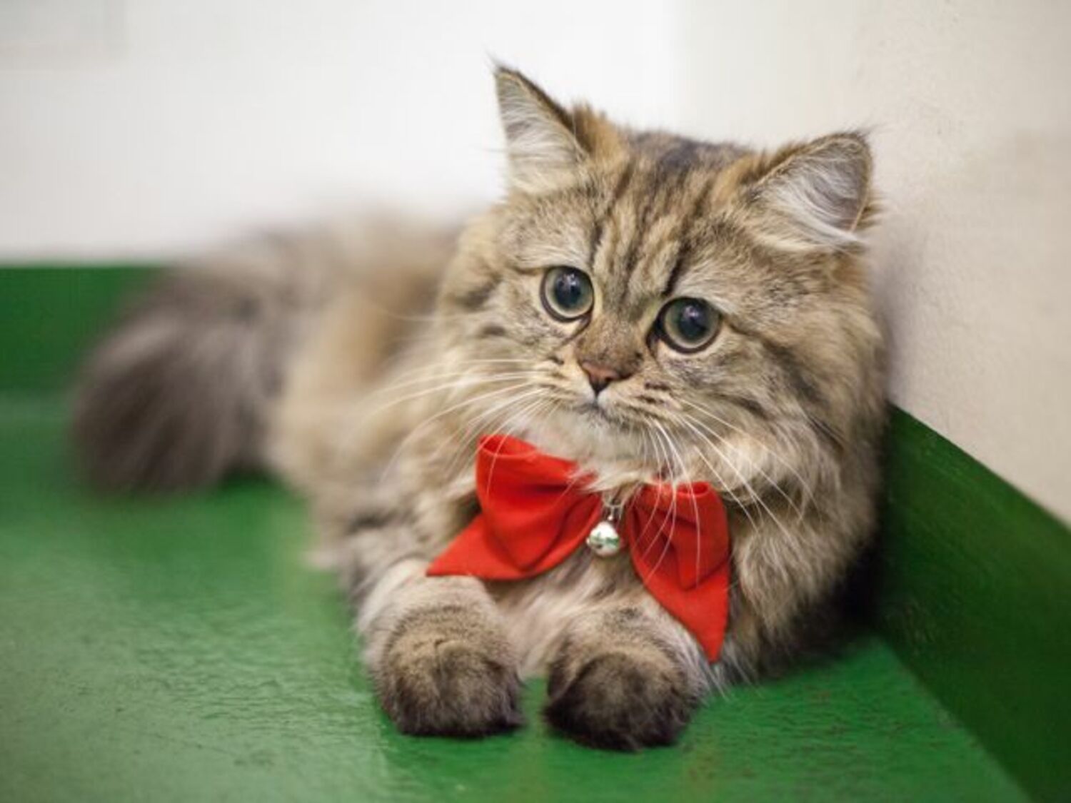 アイドル猫が多数出演！『週ニャン大衆』本日発売の画像