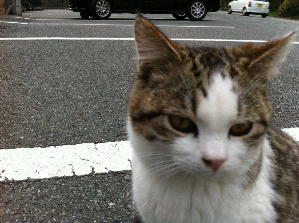 街角の猫ちゃんモフキュン写真館【近づいてみました編】の画像011