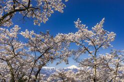 桜の回廊をいくお花見ハイキング！  光城山   長野県【拝啓絶景】