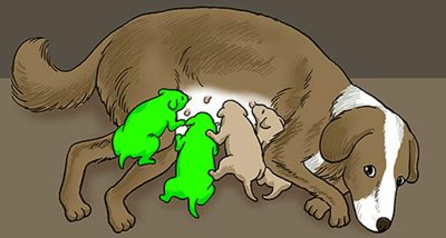 世にも珍しい「緑色の犬」生まれるの画像