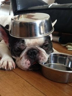 【動画】ご飯を食べる犬が「一生懸命すぎてカワイイ」と評判！