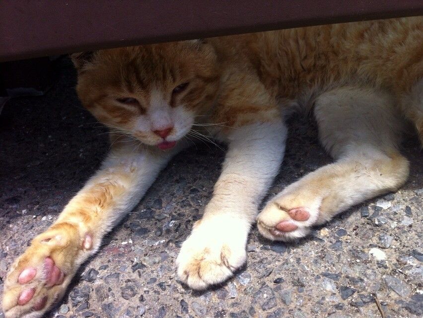 街角の猫ちゃんモフキュン写真館【近づいてみました編】の画像002