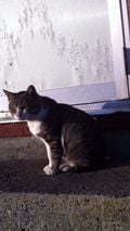 街角の猫ちゃんモフキュン写真館【ぼっち編】の画像003
