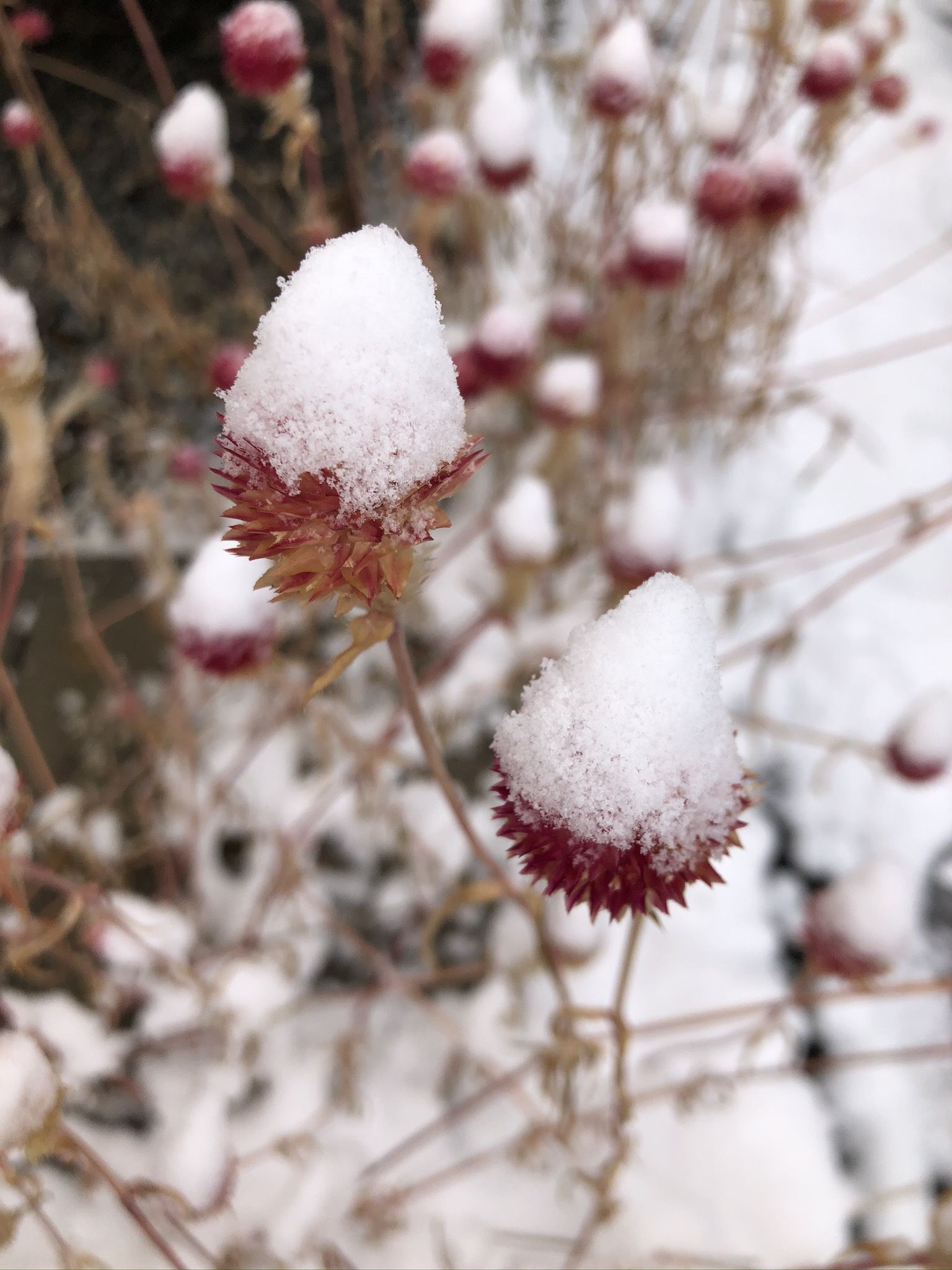 写真 ほっこりスノーマジック かわいい雪の小さな景色 スポーツ 特集