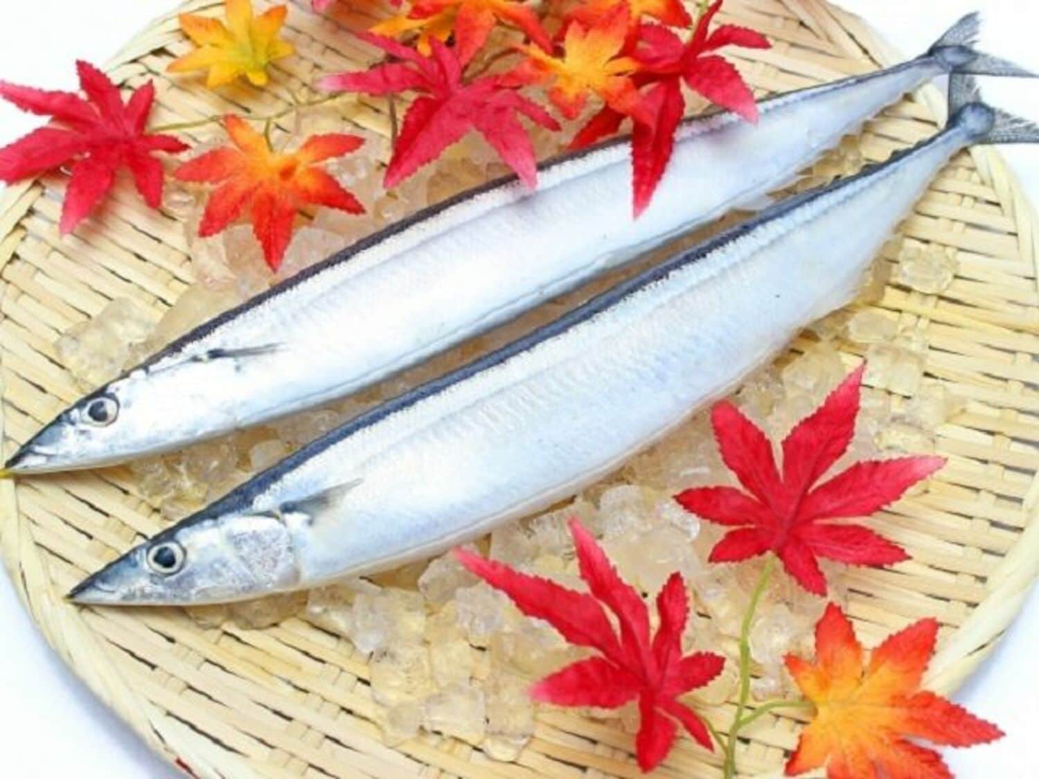サンマにサケも不漁…日本から「魚がいなくなる日」の画像