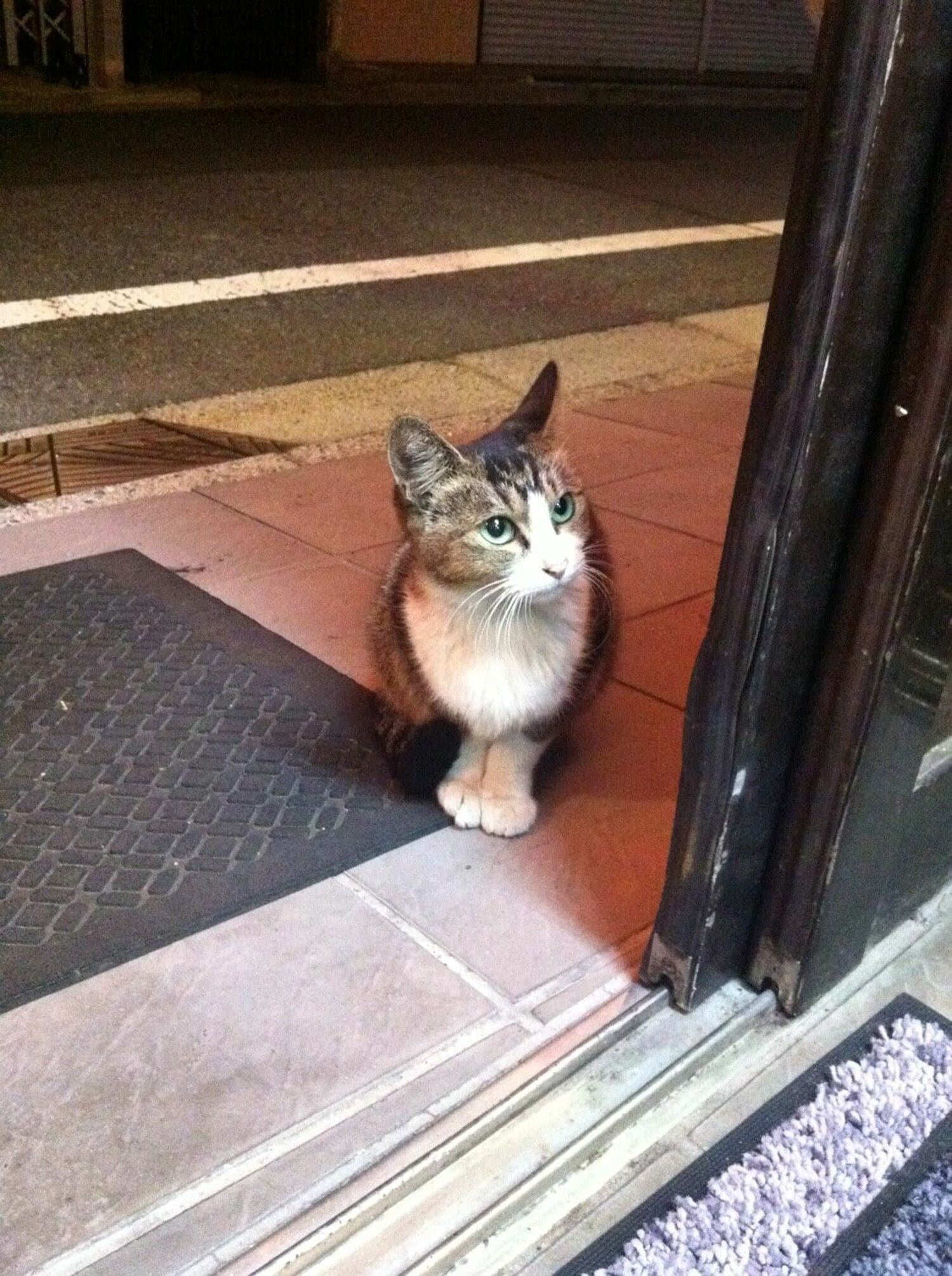 街角の猫ちゃんモフキュン写真館【ぼっち編】の画像