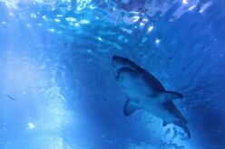 黒潮大蛇行で映画『ＪＡＷＳ』が現実に!?日本の海水浴シーズン来襲！人食いザメから身を守る５か条